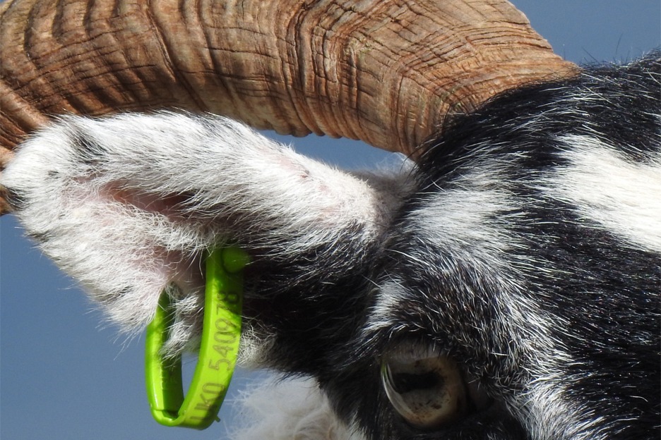 Domestic sheep, Isle of Mull